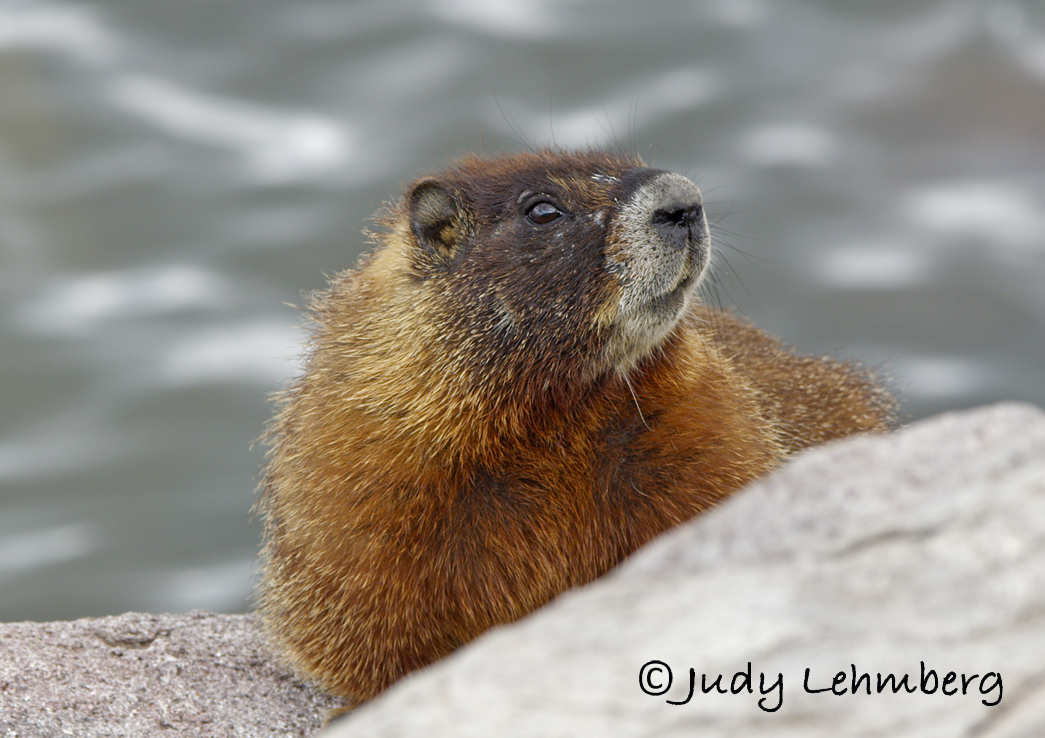 You Can See Marmots Have Rodent Teeth